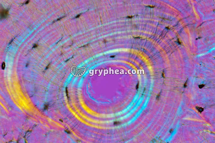 Os compact x100 - gryphea.com